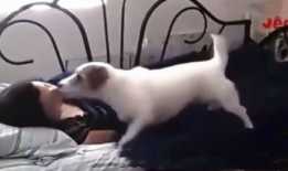 女人与狗交配视频,女人与狗交配视频引发的伦理争议